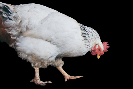 Poultry Poultry
