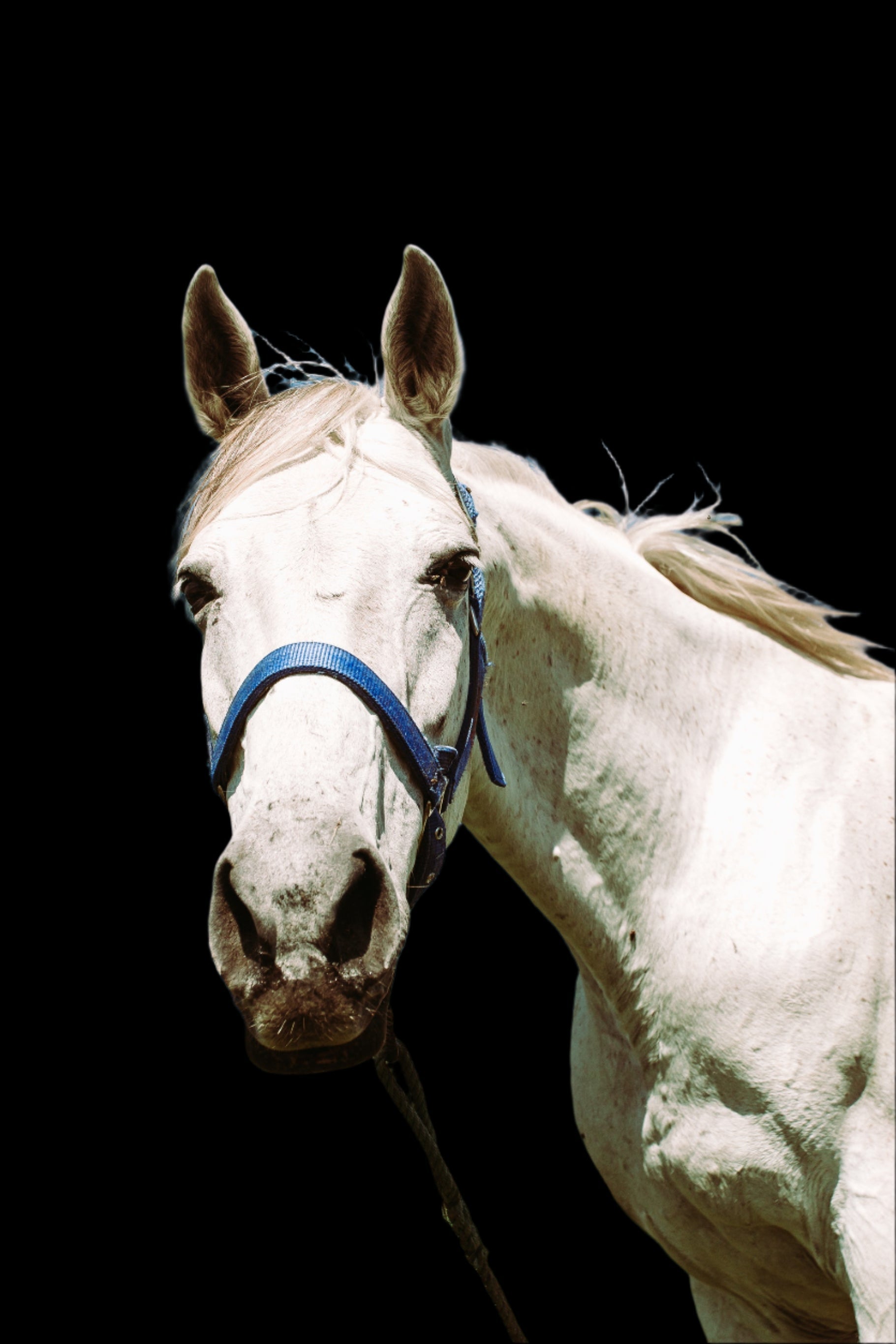 Equine