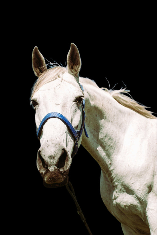 Equine Equine