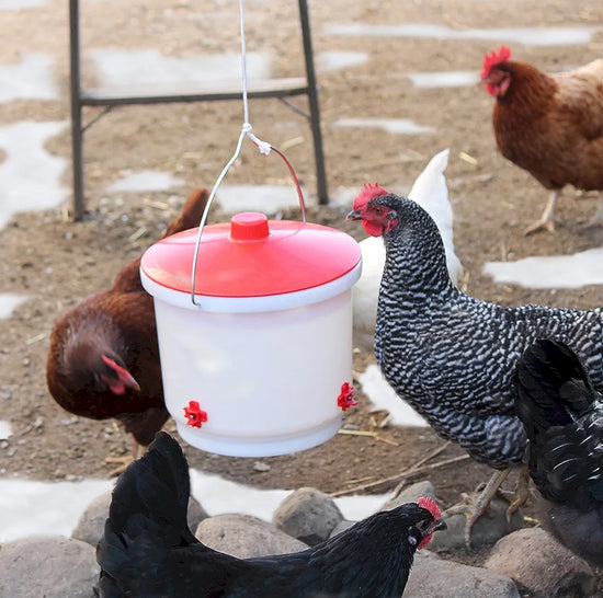 2 Gallon Heated Poultry Drinker 2 Gallon Heated Poultry Drinker