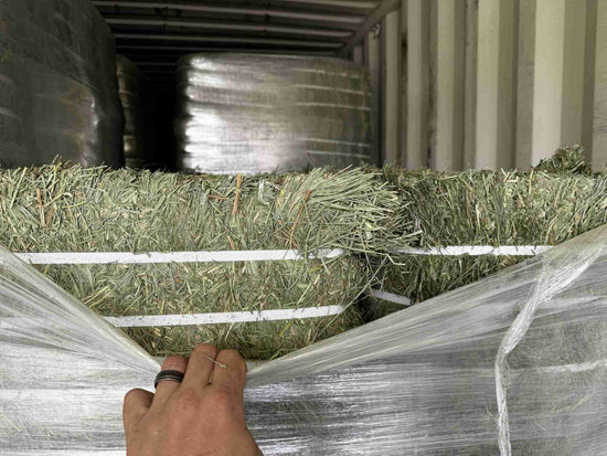 Orchard Grass Hay Orchard Grass Hay