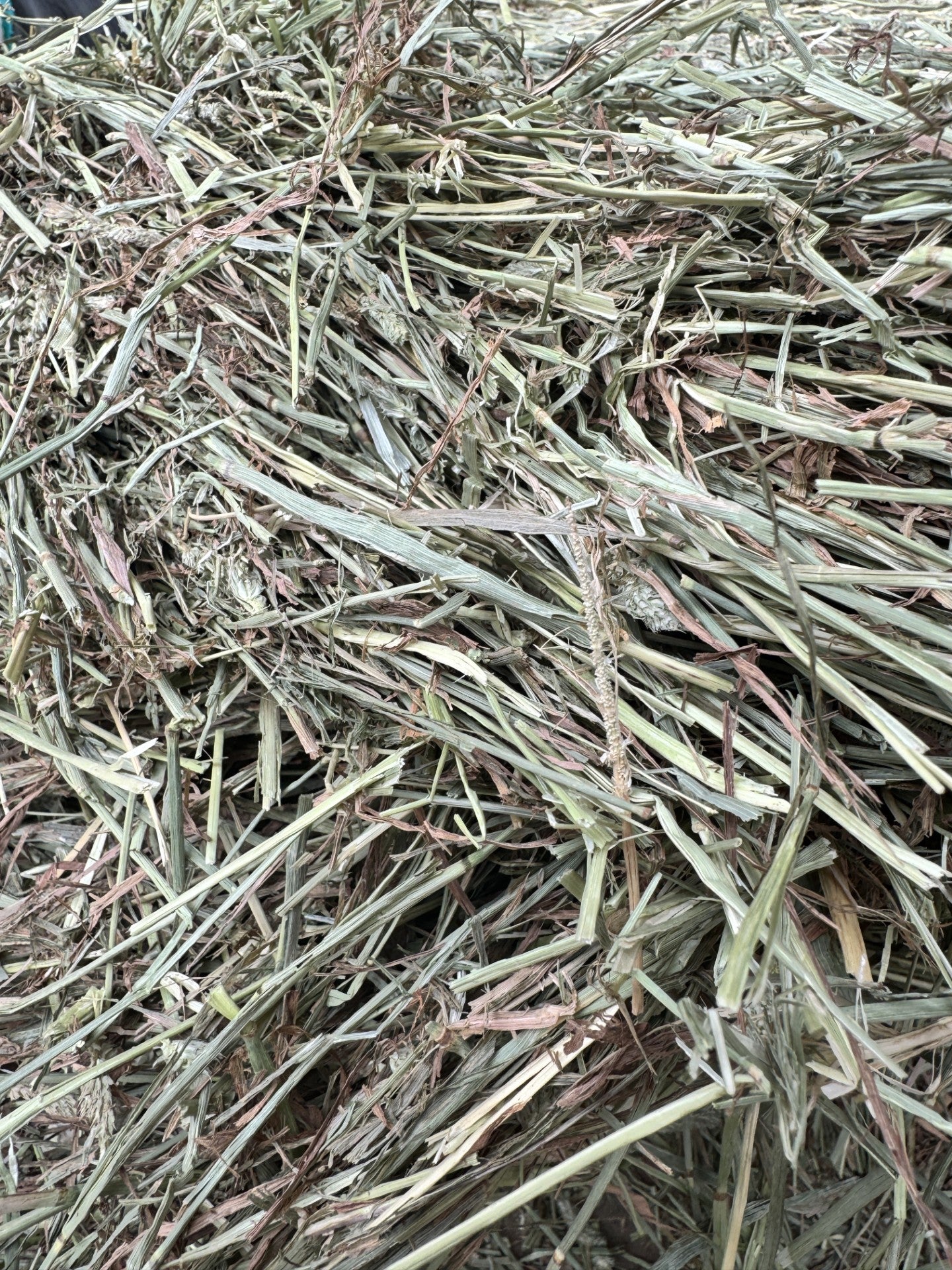 Timothy Hay (Premium)