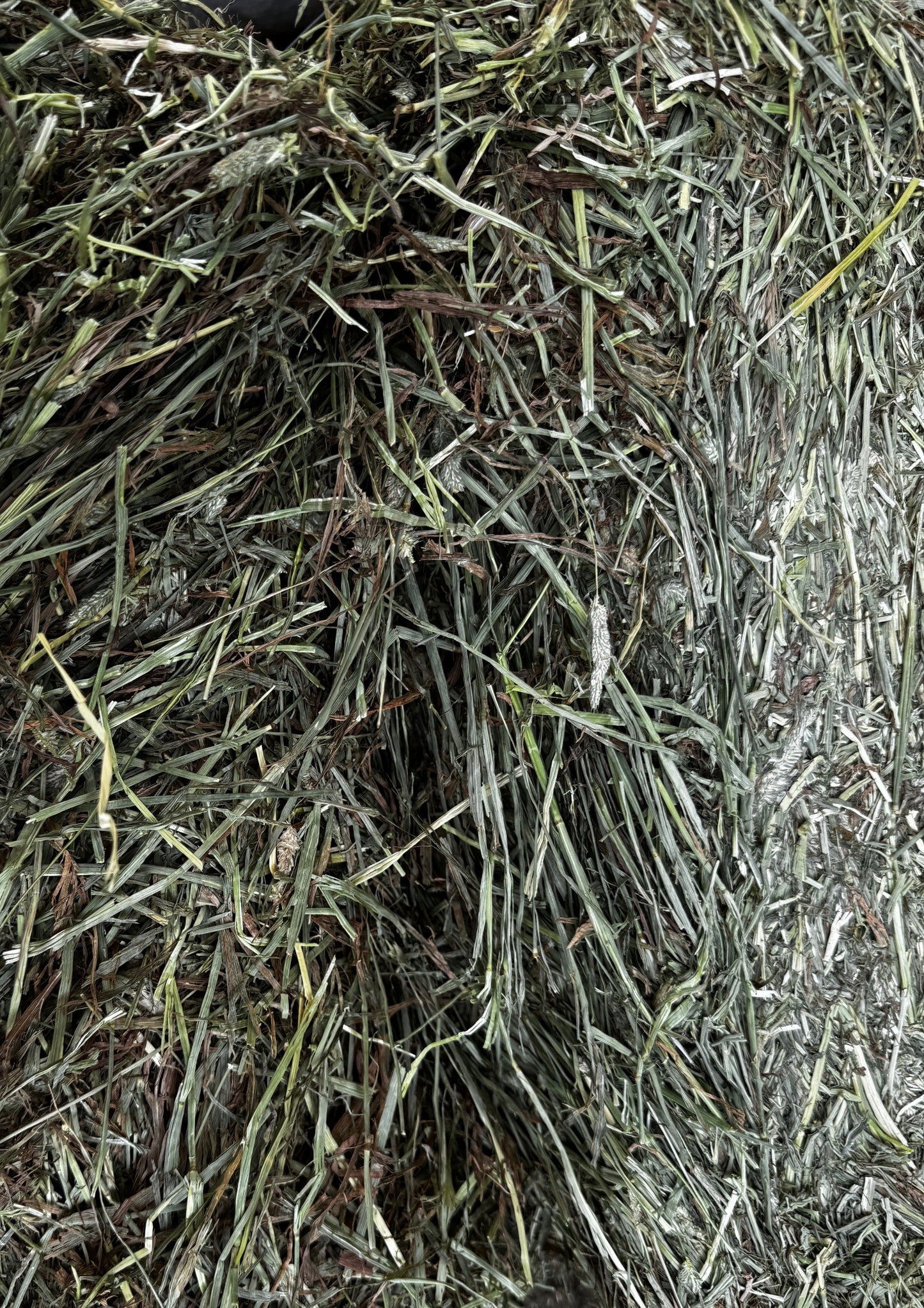 Timothy Hay (Premium)