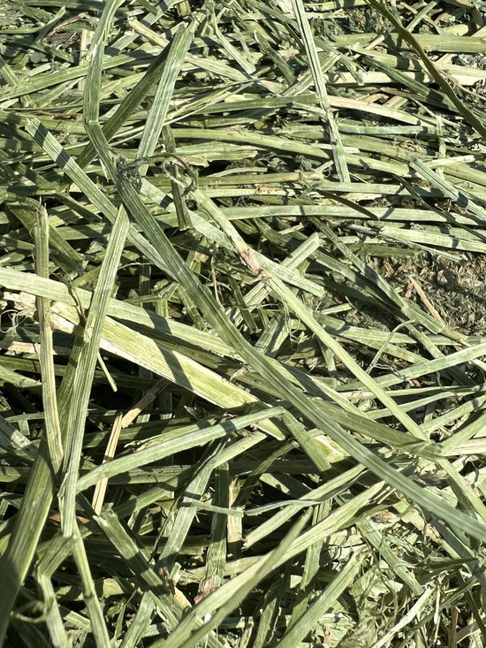 Alfalfa Hay