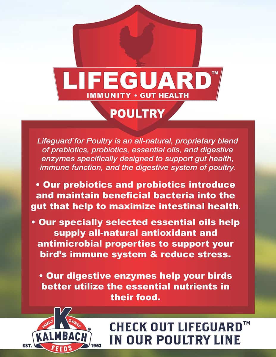 Layer Pellets for Chickens (Non-GMO) - 17% Formula