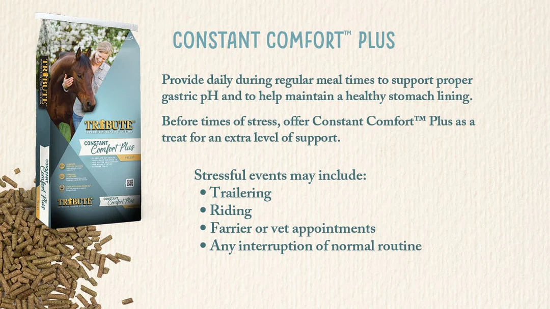 Constant Comfort Plus